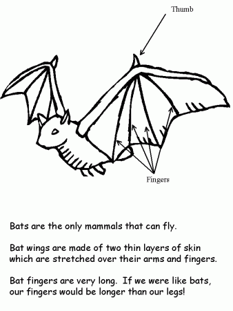 Bat Facts Coloring Book Page | Bat coloring pages, Coloring book pages, Bat  facts
