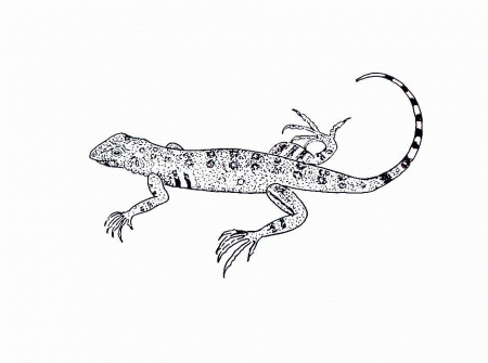 Free Printable Lizard Coloring Pages Kids Home Colorine Net 26748