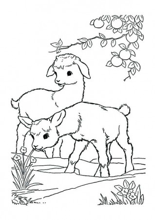 Baby Goat Eating Grass Coloring Page | Horse coloring pages, Baby coloring  pages, Zoo animal coloring pages