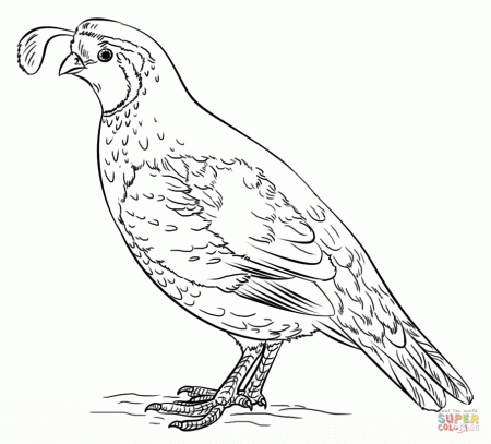 Quails coloring pages | Free Coloring Pages
