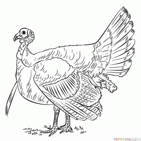 How to draw a turkey | Step by step Drawing tutorials