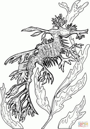 Leafy Seadragon coloring page | Free Printable Coloring Pages