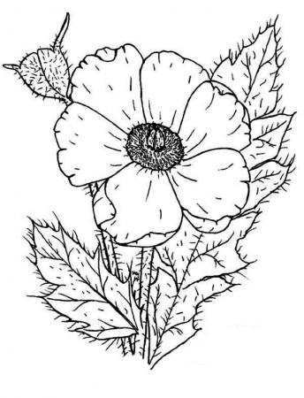 Photo of Poppy Coloring Page | Color Luna