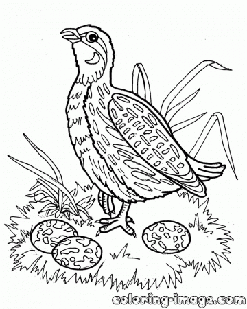 Quail bird | Free coloring pages for kids