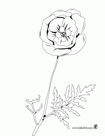 FLOWER coloring pages - Poppy