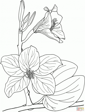 Free Printable Nature Coloring Pages Rainforest Flowers Insects ...