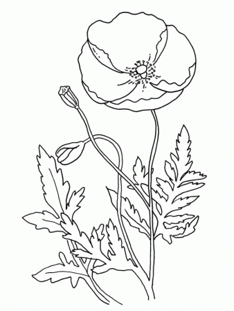 Poppy Flowers Coloring Sheets Celebration And Party Blog 289121 
