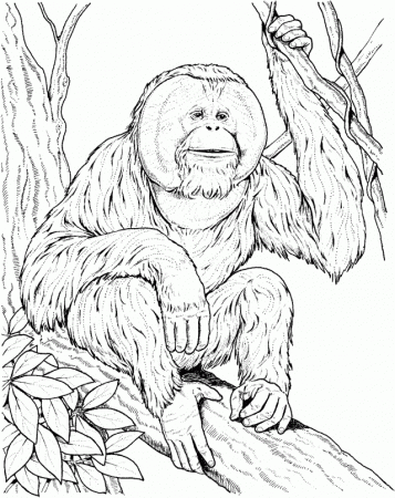 Orangutan Sits On A Branch Coloring Online Super Coloring 248961 