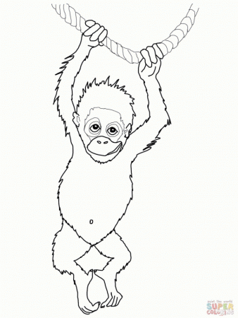 Baby Orangutan Colorin Id 6710 Uncategorized Yoand 270996 Internet 