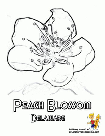 Delaware State Flower Coloring Page | Peach Blossom | USA Coloring ...