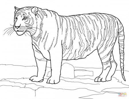 Tigers coloring pages | Free Coloring Pages