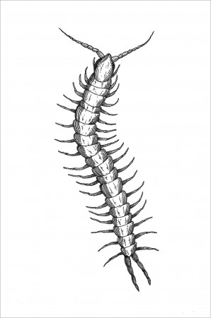 Centipede Coloring Pages - ColoringBay