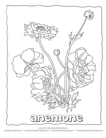 Flower Coloring Sheets Anemone,Free Printable Flower Coloring 