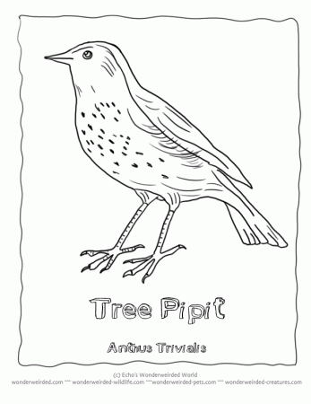 Bird Identification Poster Tree Pipit Anthus Trivialis