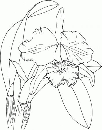 Images For Gt Orchid Flower Coloring Pages 289685 Luau Coloring Pages