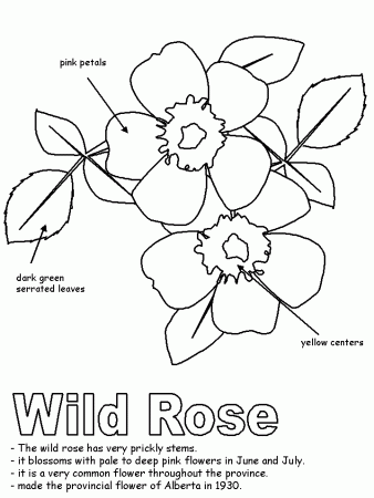 Wild Rose with labels