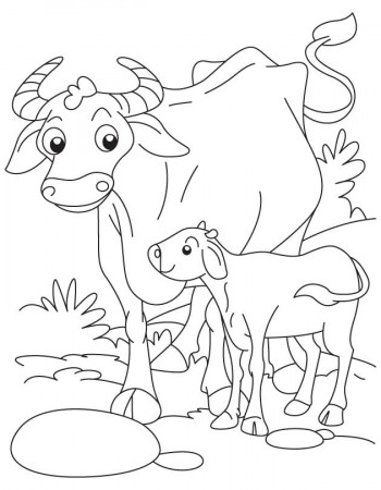 baby calf Colouring Pages (page 2)