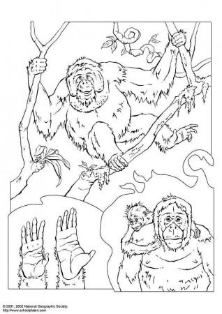 Coloring page orangutan - img 3072.
