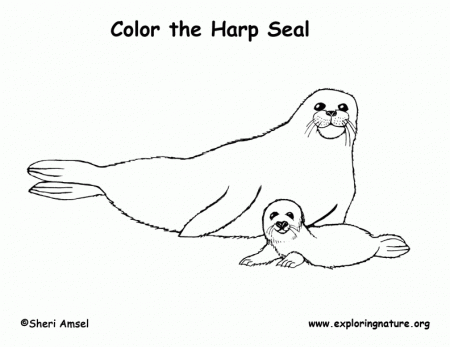 Seal (Harp) Coloring Page -- Exploring Nature Educational Resource