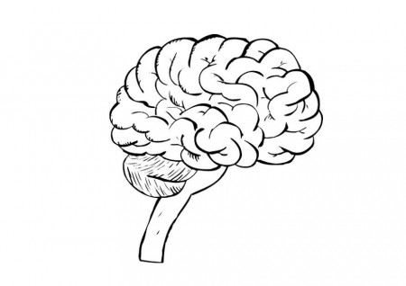 Coloring page brain - img 9487.