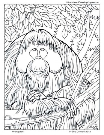 Orangutan Printable Coloring Pages