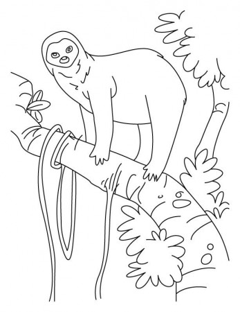 Sloth a slowest animal on Earth coloring pages | Download Free 