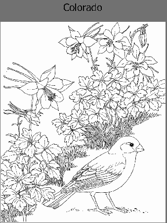 missouri bird and flower Colouring Pages
