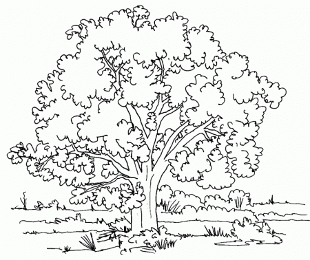 Nature And Plants Coloring Pages For Babies Image Extracoloring 