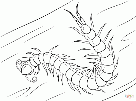 Chinese Red Headed Centipede coloring page | Free Printable Coloring Pages
