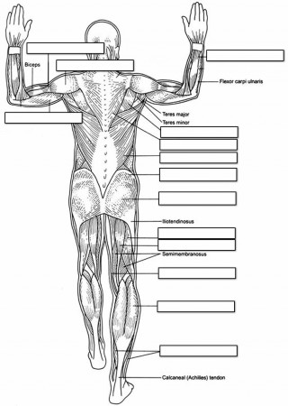 Anatomy And Physiology Coloring Pages Free Image 6 - Gianfreda.net