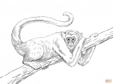 Spider monkey coloring pages | Free Coloring Pages