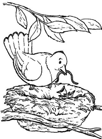 Pin on Bird Nest Coloring Pages