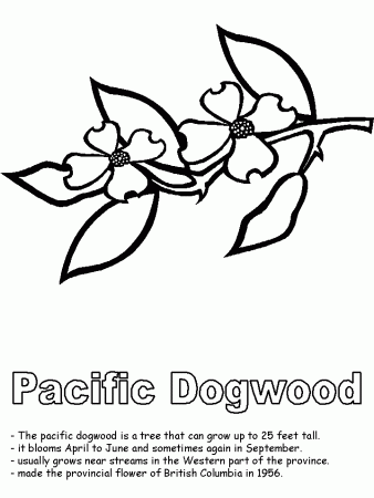 Pacific Dogwood coloring page