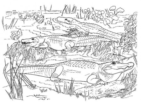 16 Free Pictures for: Crocodile Coloring Pages. Temoon.us