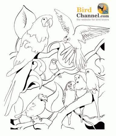 Baby Birds Coloring Pages 670 | Free Printable Coloring Pages