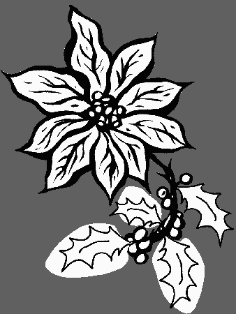 poinsettias Colouring Pages