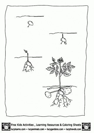 Plant Life Cycle Coloring Page - Coloring Page