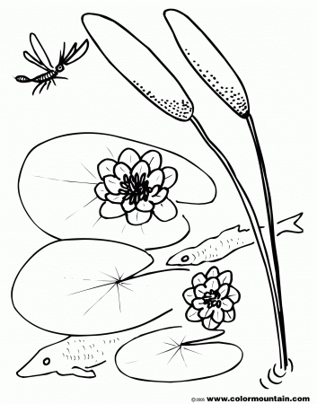 Lily Pad Coloring Sheet - Create A Printout Or Activity