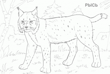 Step Stunning Colouring Pages Of Wild Animals Kids Creativities ...
