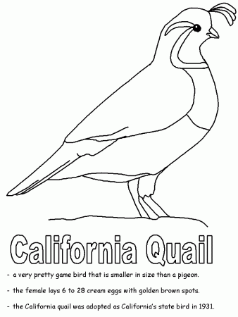 California Quail coloring page