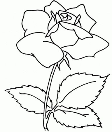Flowers Coloring Pages : Spray Flower Coloring Sheets For Adults 