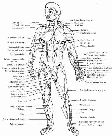 Human muscles biology coloring page