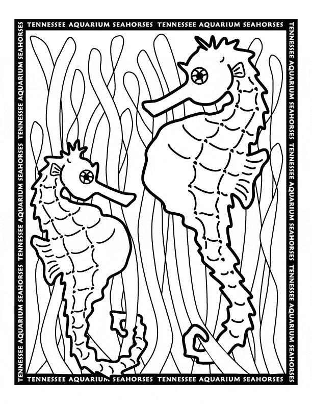 Seahorse coloring - Free Animal coloring pages sheets Seahorse