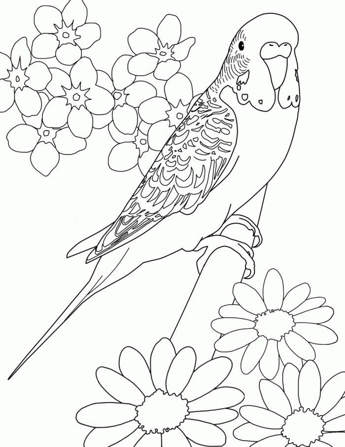 Parakeet Coloring Page - Coloring Pages for Kids and for Adults