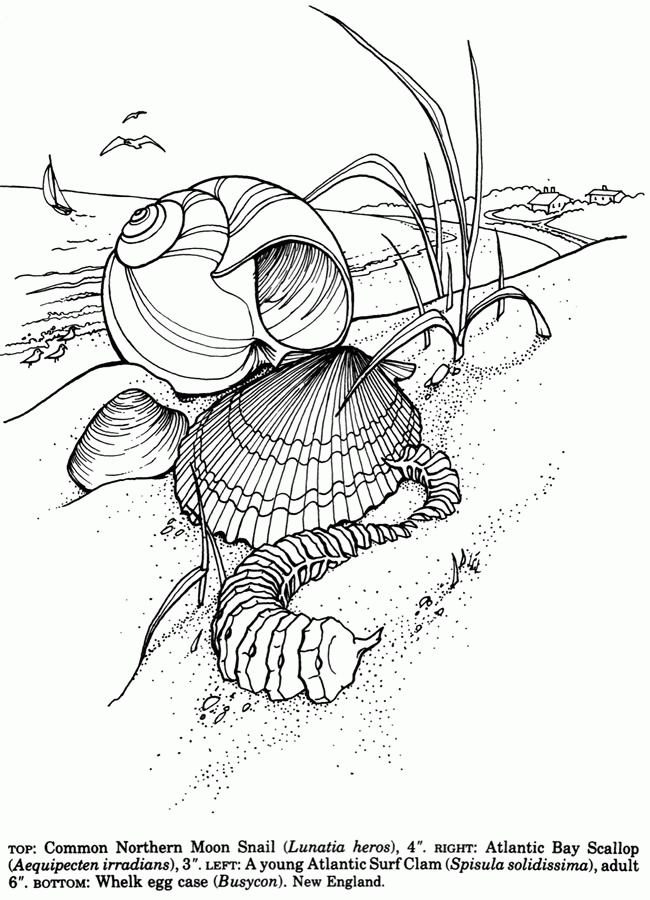 Seashells Coloring Pages - Coloring Home