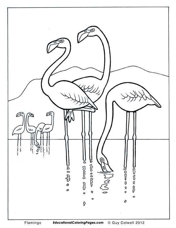 Birds Book One - Educational Fun Kids Coloring Pages and Preschool ...