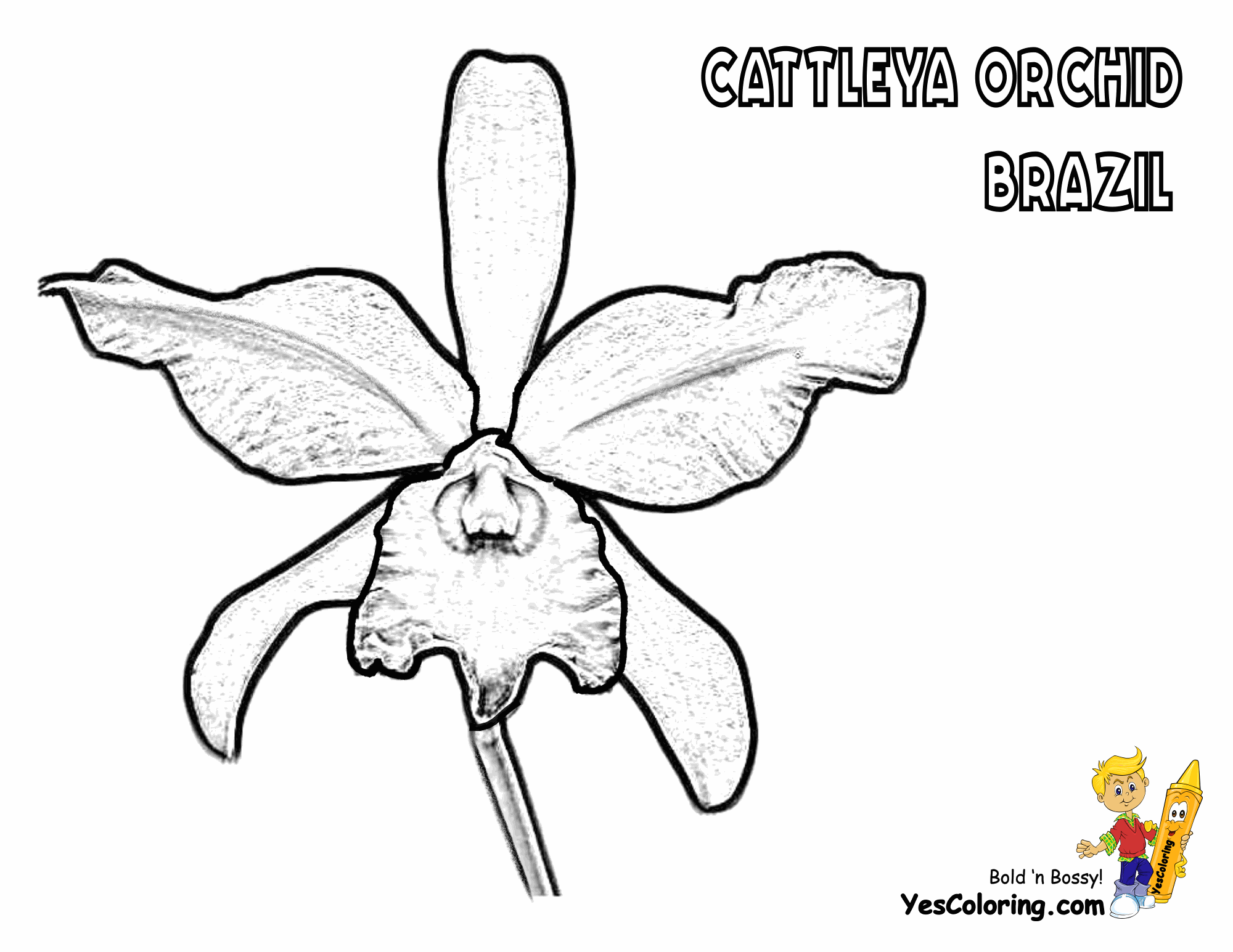 Free Flower Coloring Pages | Orchid Flower | Iris Picture ...