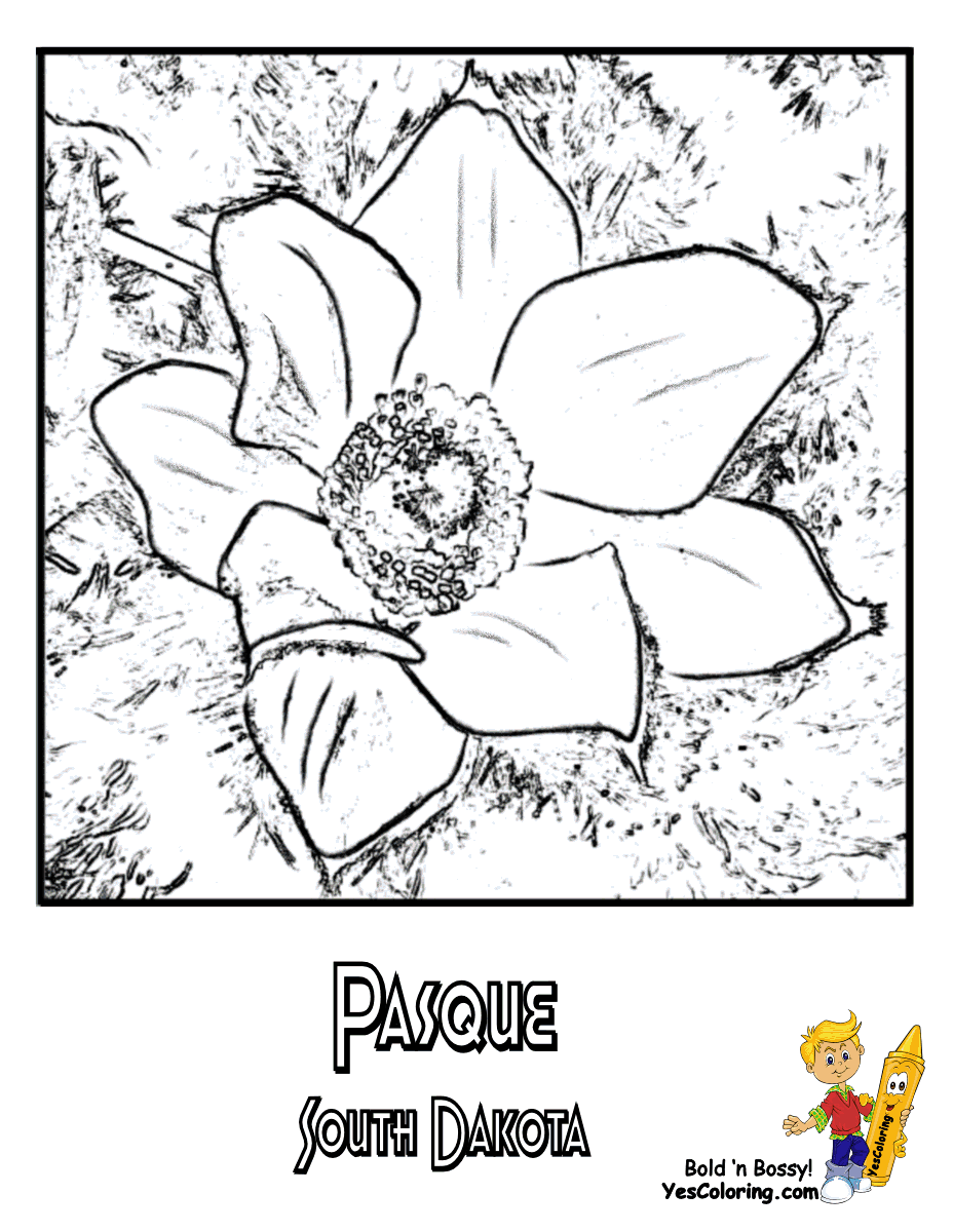 South Dakota State Flower Coloring Page | Pasque Flower ...