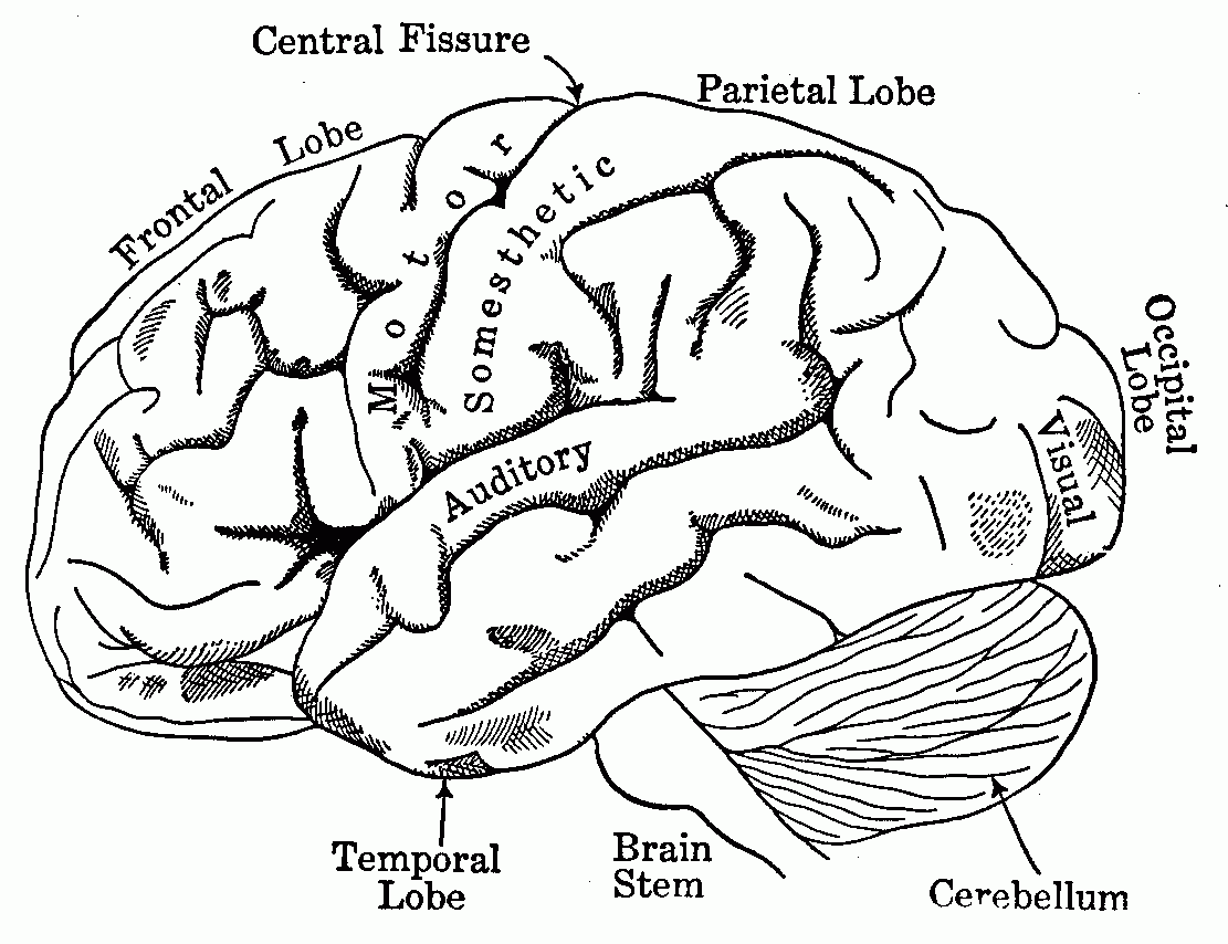 Brain Anatomy Coloring Pages - Human Anatomy Diagram
