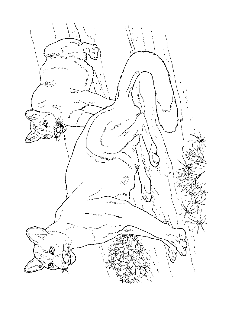 Free Mountain Lion Coloring Page